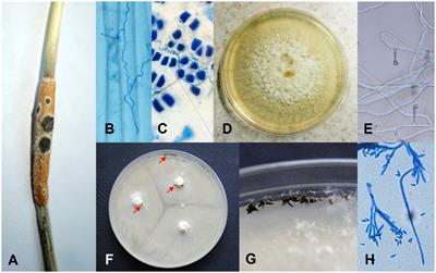 The fungus Clonostachys epichloë alters the influence of the Epichloë endophyte on seed germination and the biomass of Puccinellia distans grass